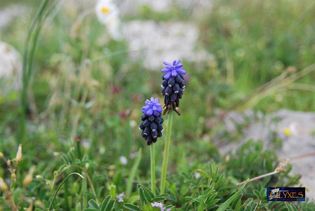 muscari  neglectum.JPG